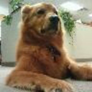 Meet your Posher, Dave